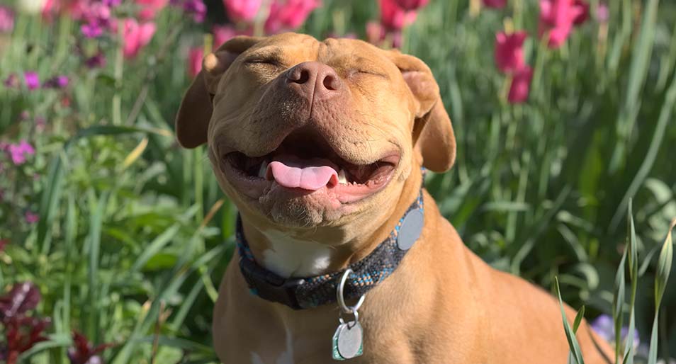 Smiling brown Pit bull in a field of flowers