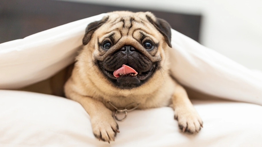 Breed Spotlight: Pugs