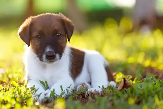 Breed Spotlight: Smooth Fox Terrier