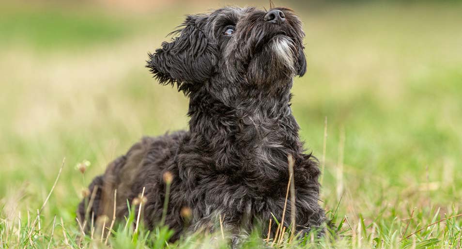 A black yorkie poo sitting in a meadow. 