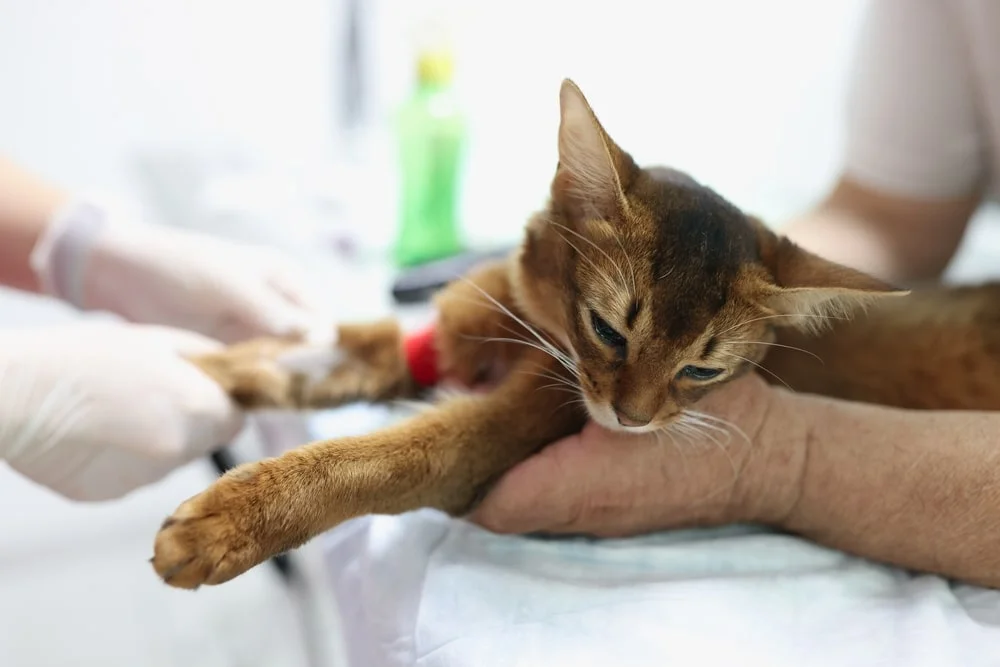 Cat getting a blood transfusion at the vet