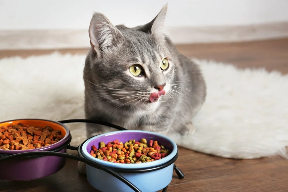 A gray cat stands before two bowls of food, licking its lips.