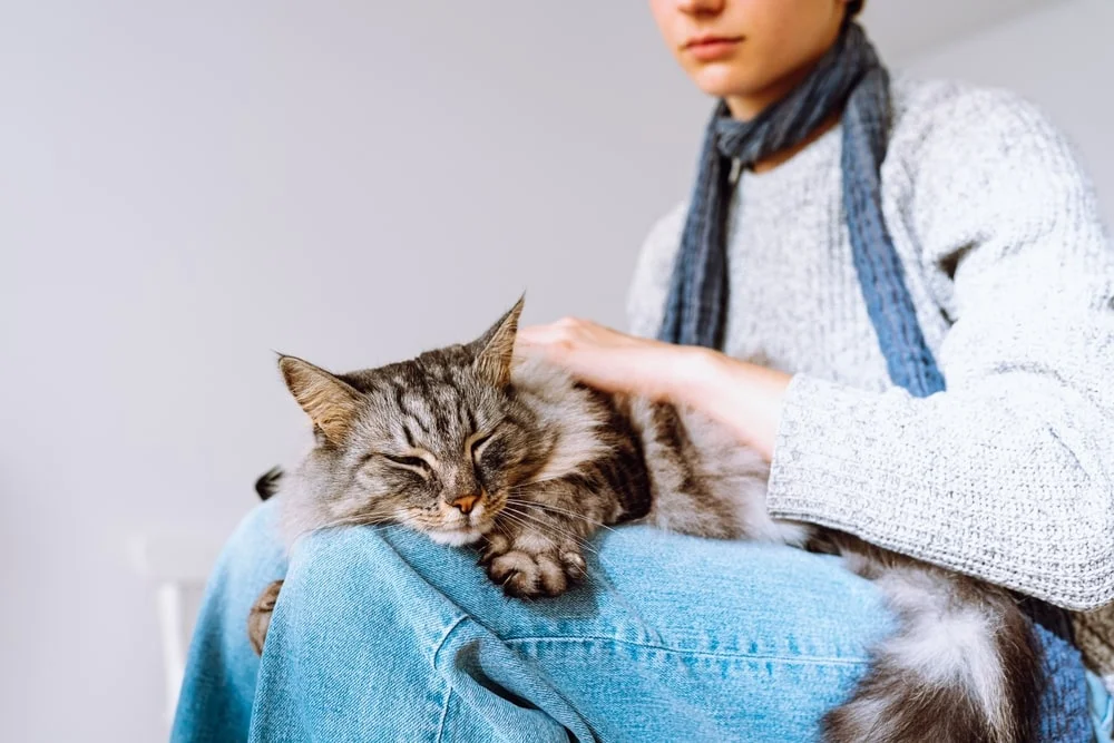 Cat owner petting her cat