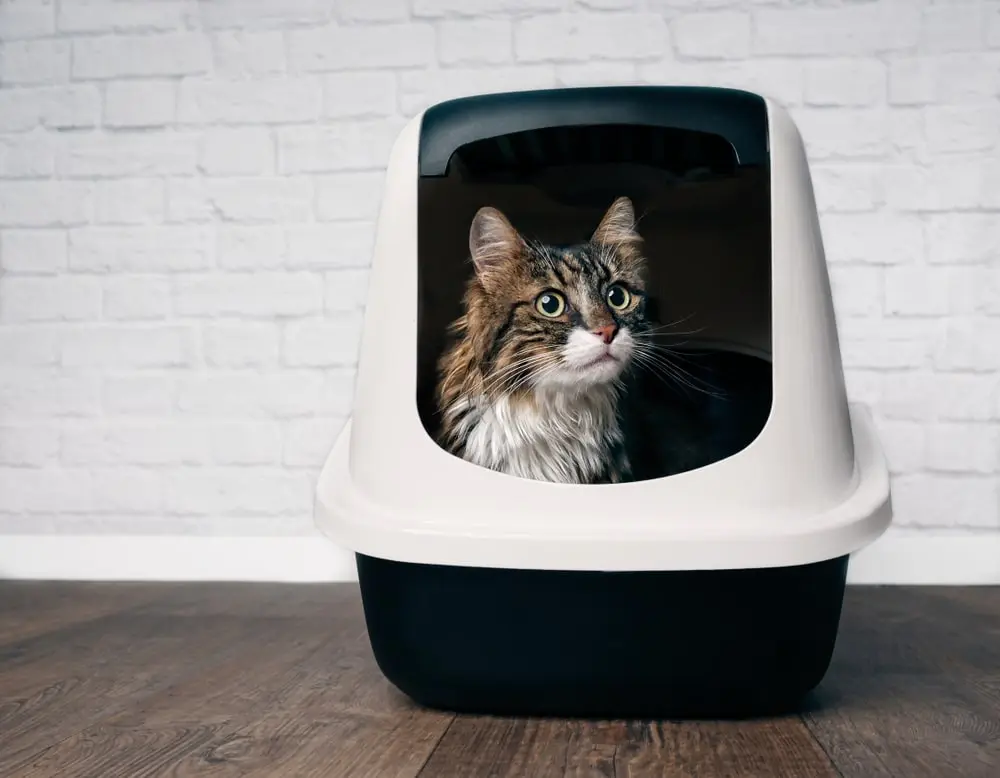 A Maine coon cat sitting in a litter box and looking out.