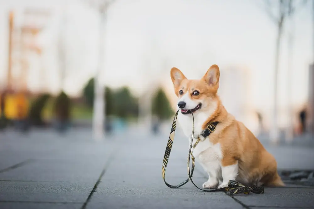 dog with a leash