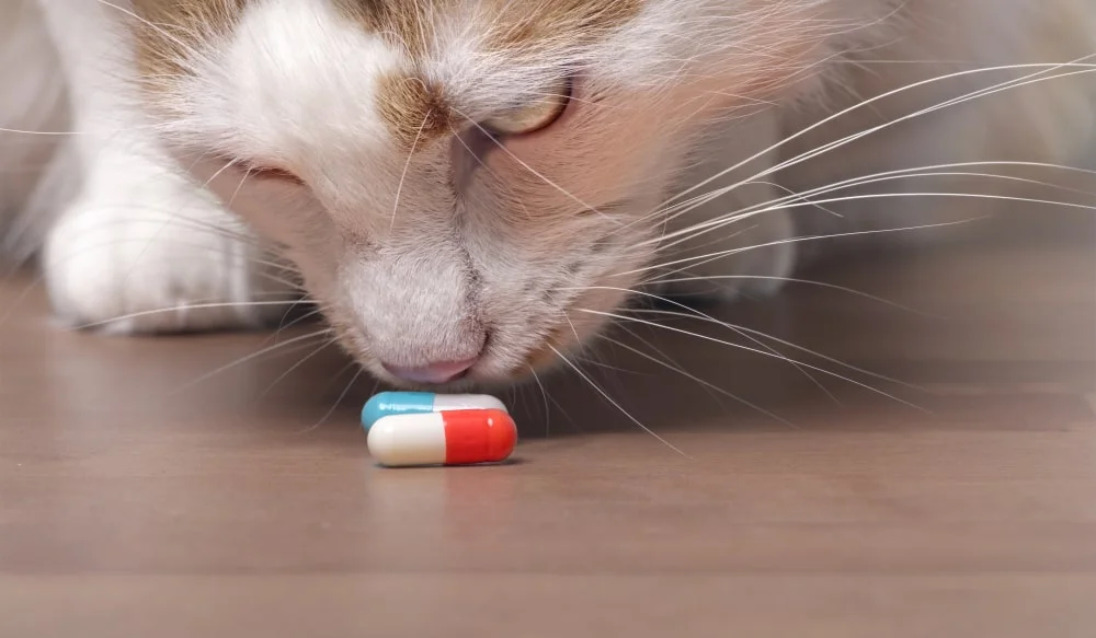 A white cat inspects a red and white pill.