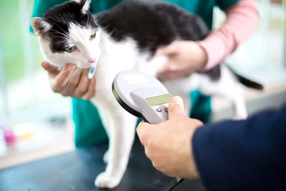 A vet scanning a black and white cat for their microchip