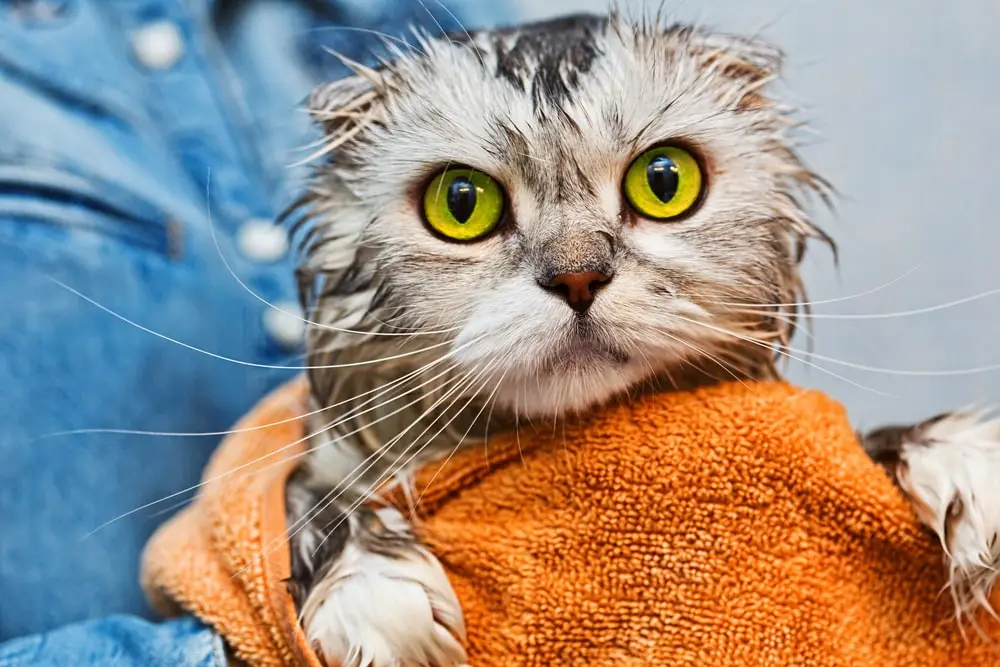 A green-eyed cat getting a bath.
