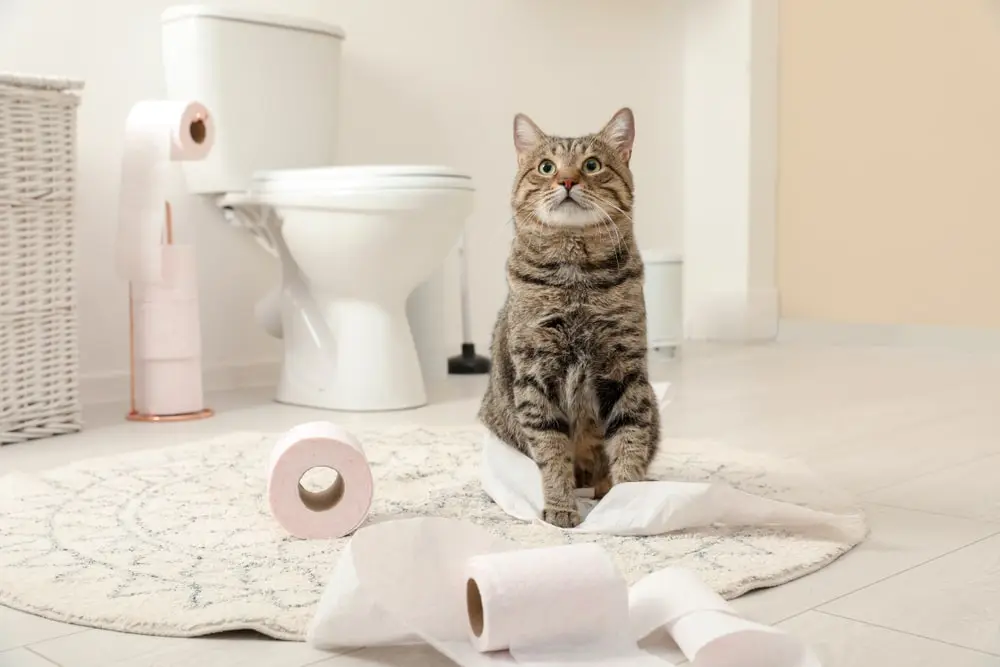 A cat infront of the toilet