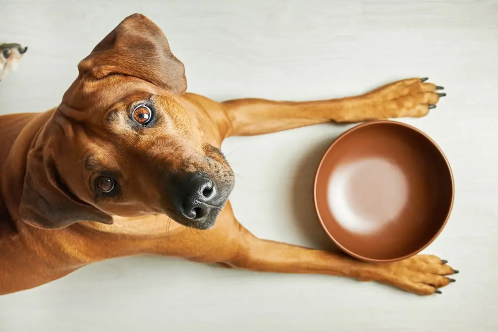 A red-brown dog with a bowl between their front paws looks up at the camera.