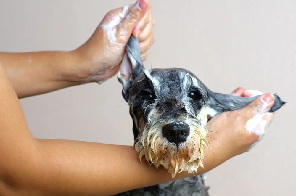 Dog getting a shampoo bath