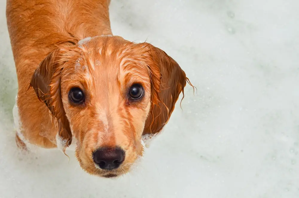 Wet dog after bath 