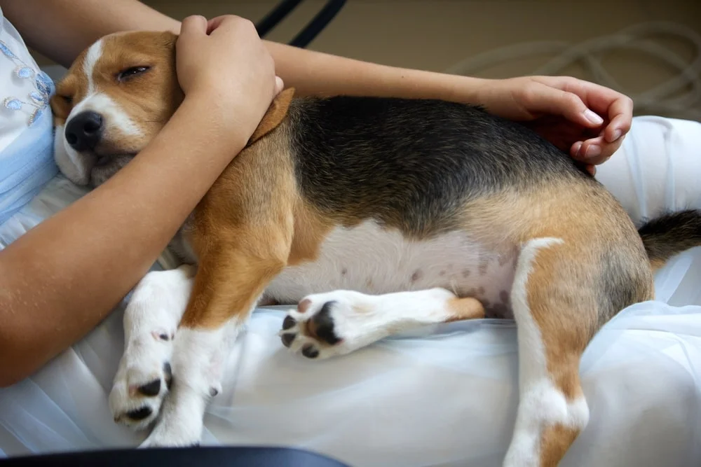 Dog sleeping on owner's lap
