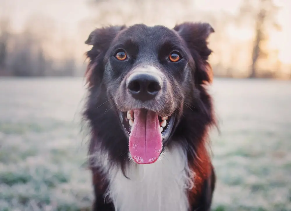 A close up of a dog with their tongue out