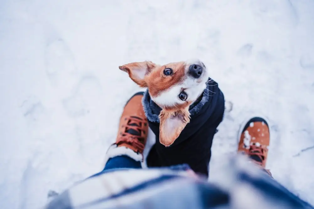 A dog with a brown and white face looks up from between their owner's legs.