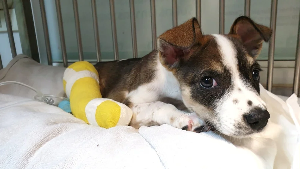 A brown and white dog with a yellow cast sits in a kennel.