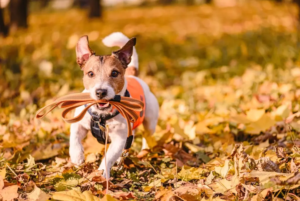 Dog running through leaves