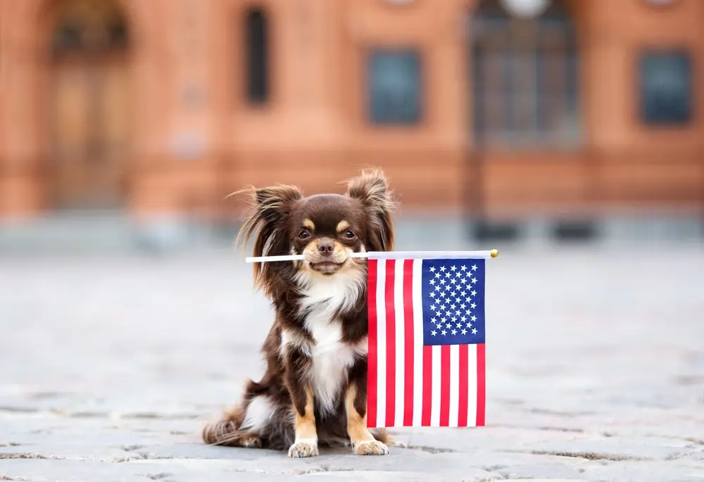 A small long-haired chihuahua sits outside holding an American flag in their mouth.