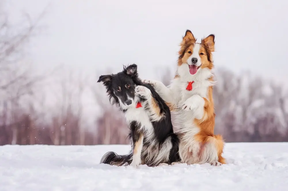 Two long-haired dogs jostle playfully in a winter landscape.