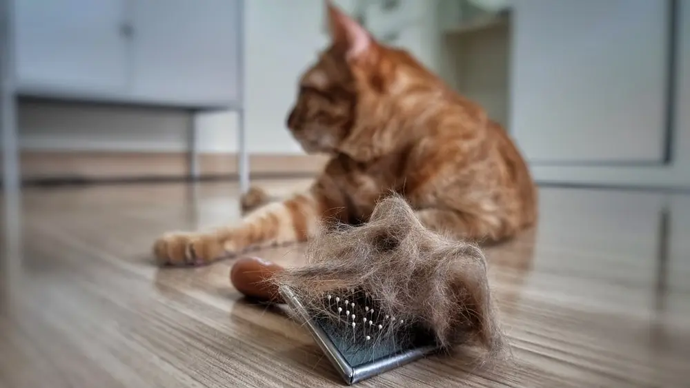 cat near a hairball