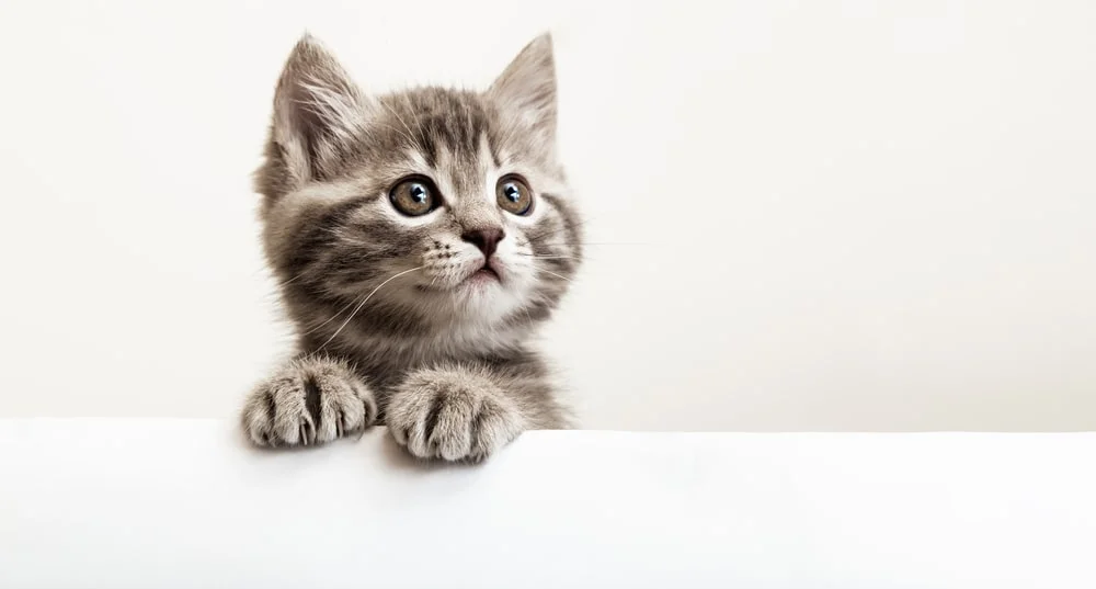 A kitten peeks over a white table against a white background.