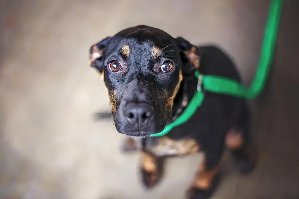 A black and brown dog wearing a green leash looks up at the camera.