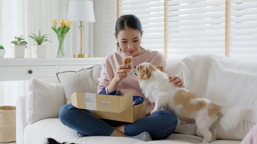 A person on a white couch shows a box of treats to a curious little dog.