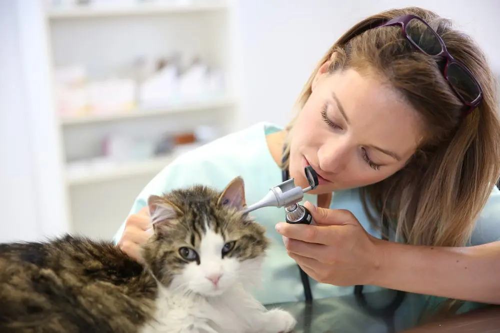 A vet examining a tabby cat’s ears with an otoscope. 
