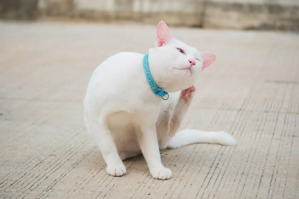 A white cat scratching their ears.