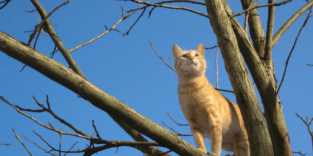 An orange cat stands in the branches of a tree.