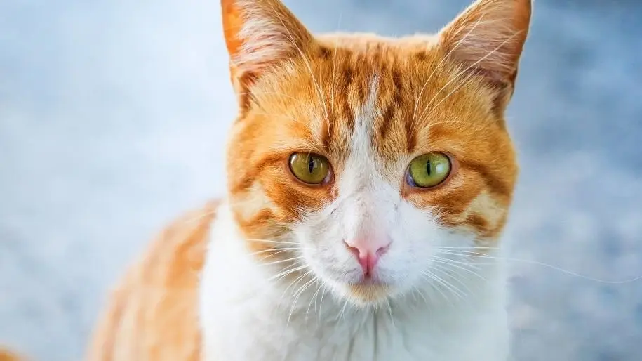 An orange and white sat sits while staring at the camera. 