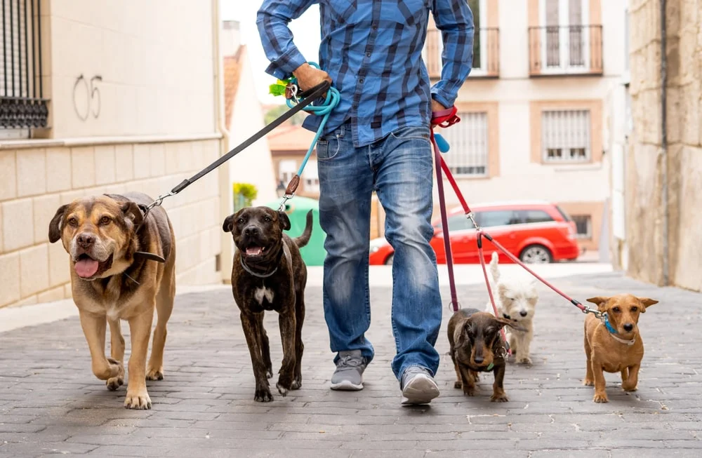 A person in blue clothes walks a group of dogs on leashes.