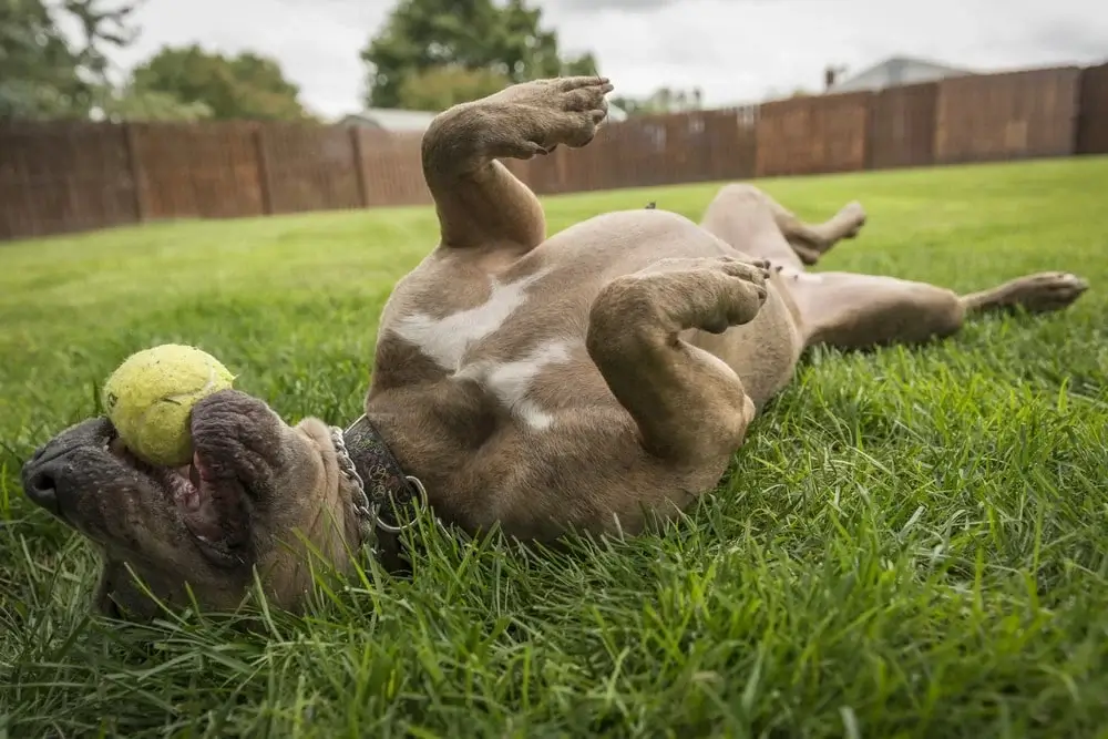 A dog lies on its back outdoors with a tennis ball in their mouth.