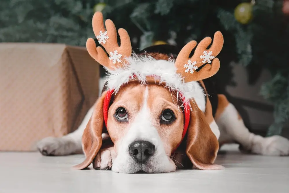 Dog in reindeer antlers