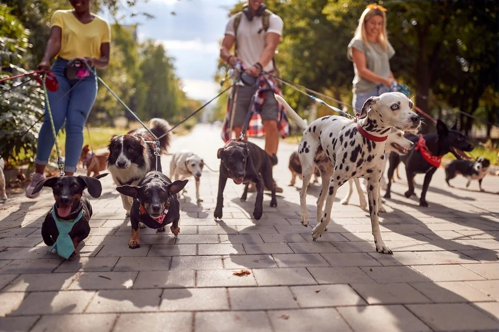 A group of dogs on leashes walked by a trio of friends on a sunny day.