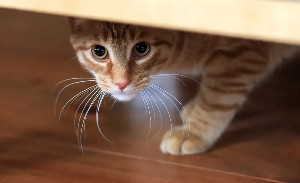 An orange and white cat peers out from beneath furniture.