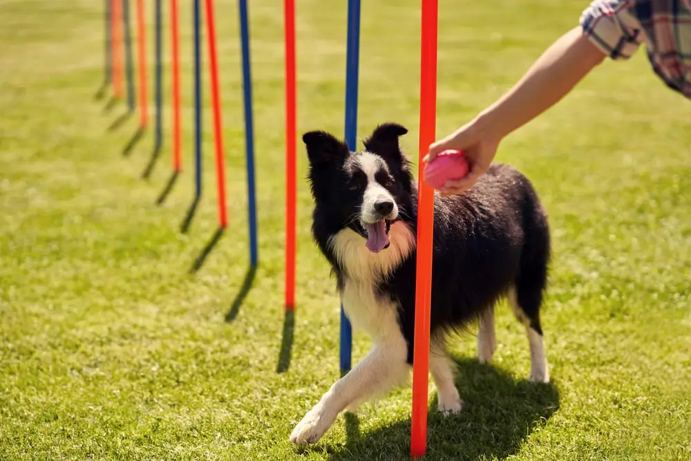 Dog going around cones