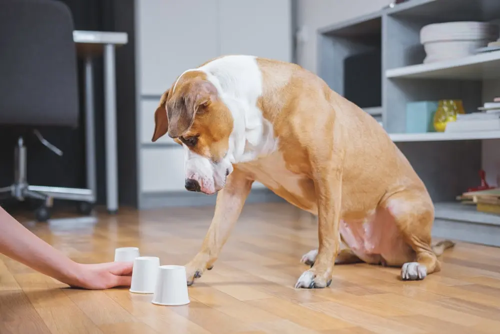 older dog looking at cups