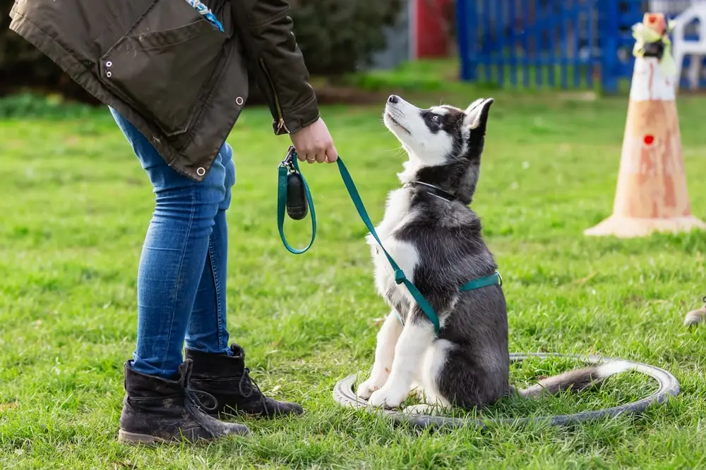 A young husky in a leash and harness looks up at their owner.