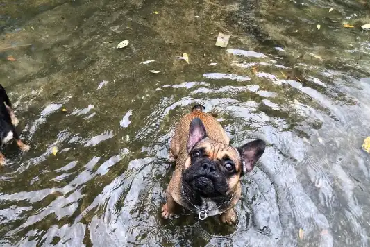 A French bulldog sits in shallow water outdoors.