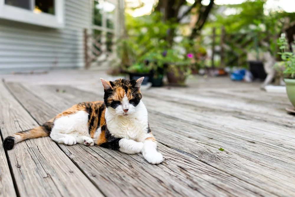 Close-up of senior Calico cat lying on wooden terrace.