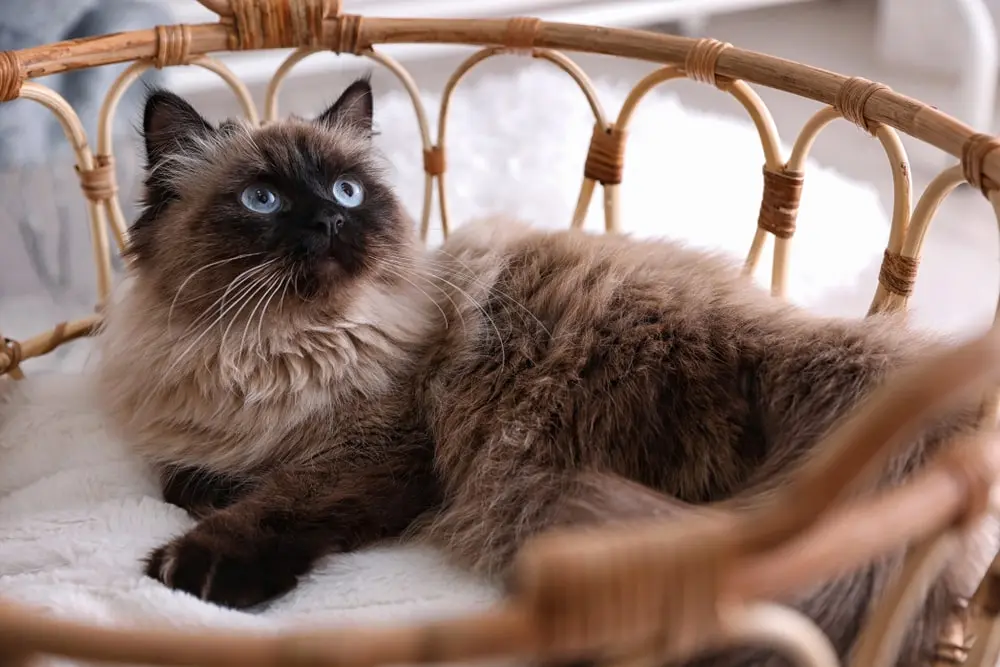 A Balinese cat in a basket