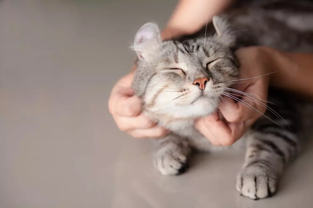 A set of hands petting a happy gray cat.