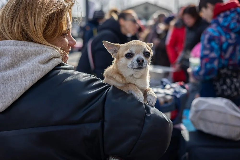 A person in a hooded jacket carries a small chihuahua on their shoulder.