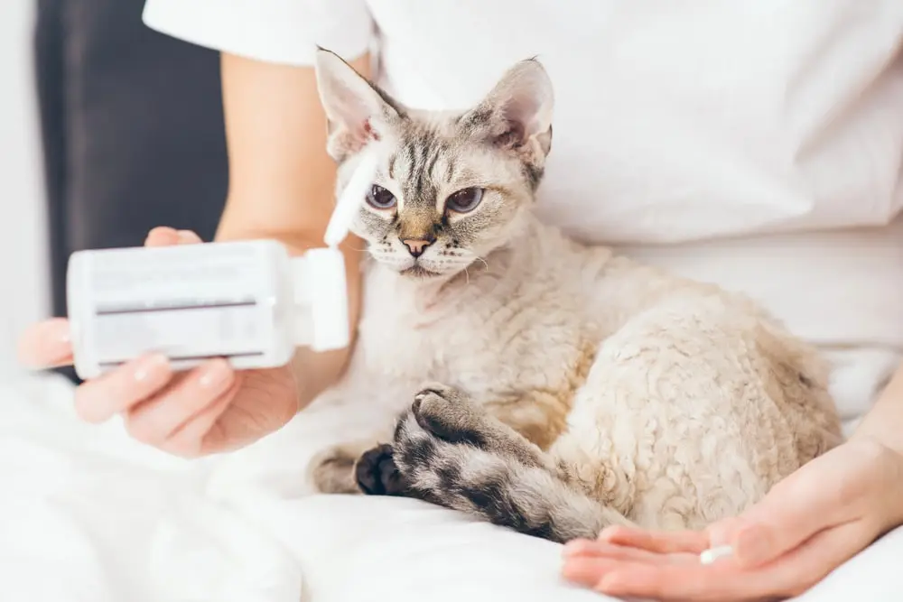 A Siamese cat looking at a medicine bottle in their owner's hands