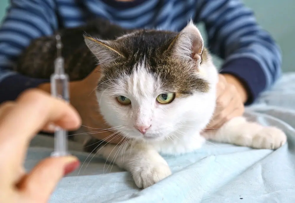 A vet holding a syringe with a cat being held on the exam table. 