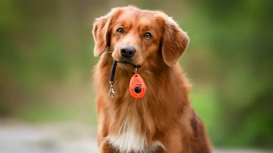 A Nova Scotia duck tolling retriever sits outside holding a dog clicker associated with positive training in their mouth. 
