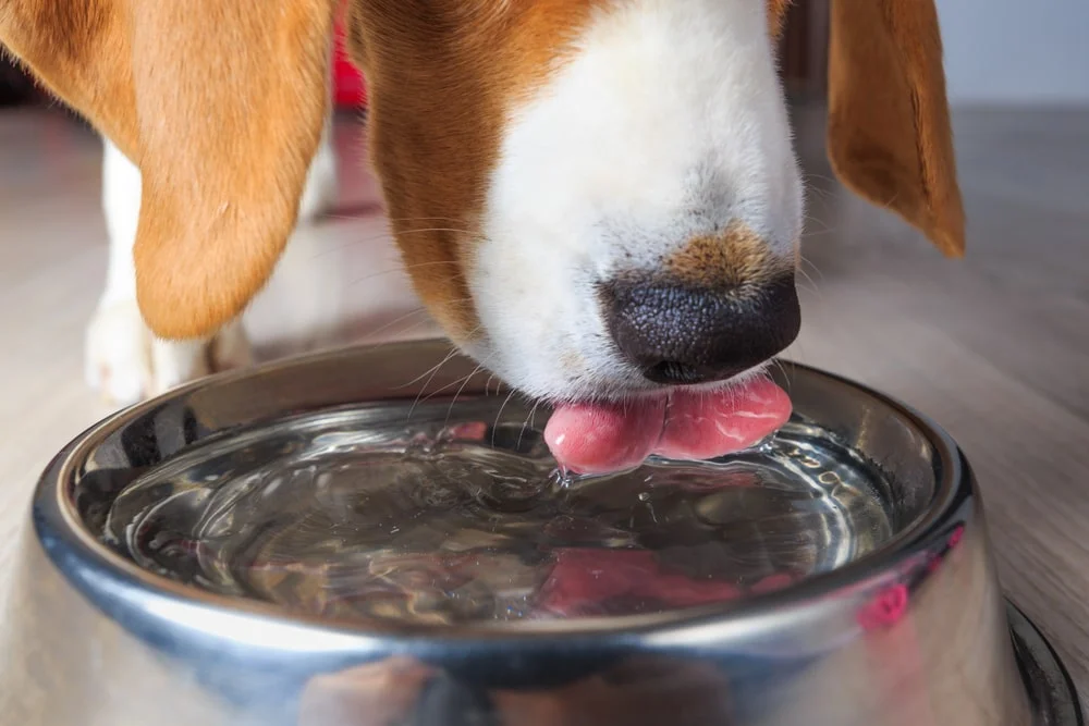 Close-up of a beagle's snout as it drinks water from a metal bowl.