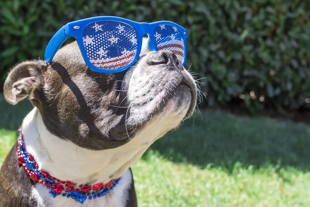 dog with an american flag