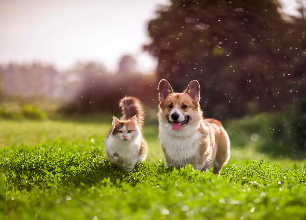 : A cat and a corgi standing in grass together while it rains.